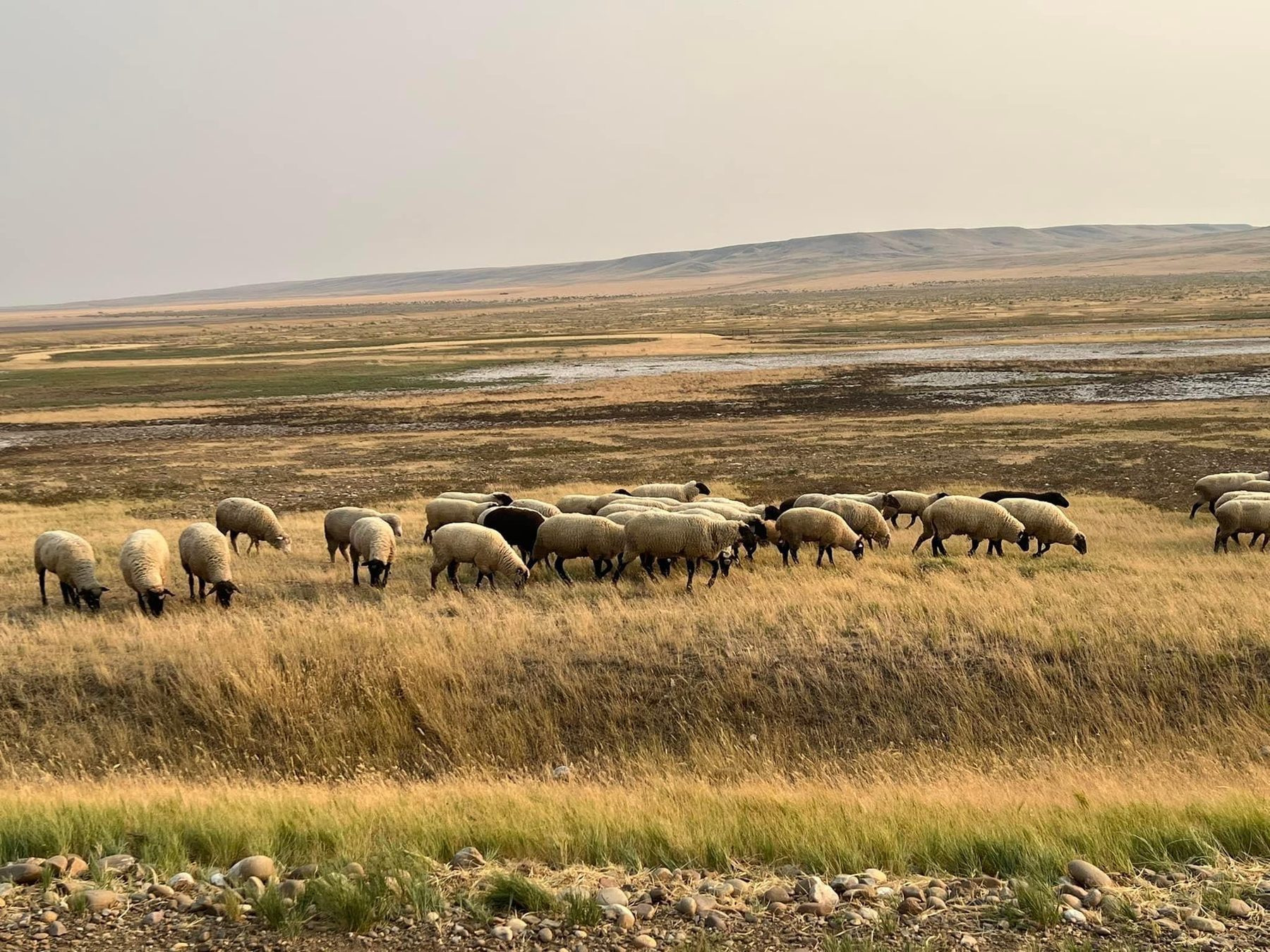 A flock of sheep grazing on Montana grassland under an open sky